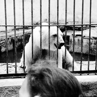 Polar bear in an enclosed zoo enclosure.