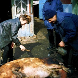 Butchering cow outdoors with onlookers nearby.