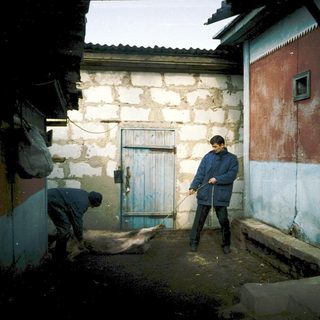Rural scene with man leading pig, another handling it.