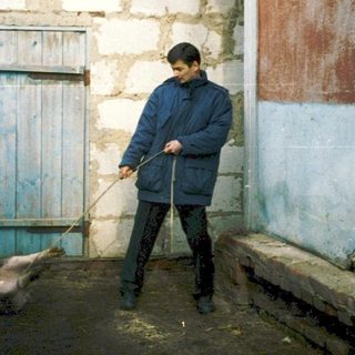Rural scene with man leading pig, another handling it.
