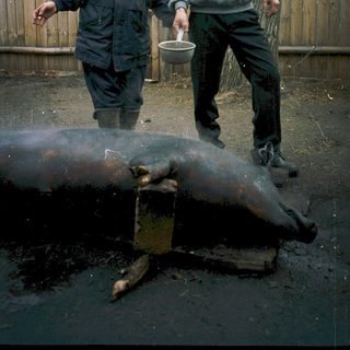 Two people skinning a large animal outdoors.