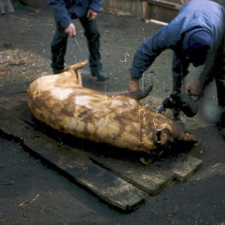 Two men butchering a large animal outdoors.