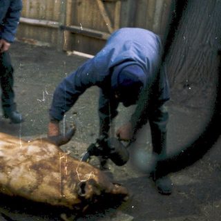 Two men butchering a large animal outdoors.