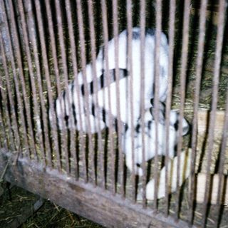 Animal inside a rustic wooden enclosure.