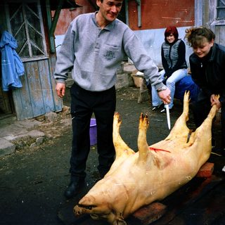 Butchering pig outdoors with people assisting.