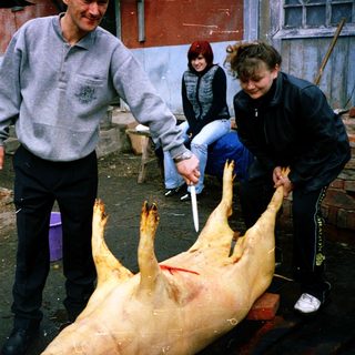 Butchering pig outdoors with people assisting.