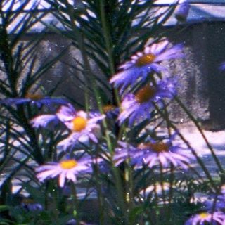 A child peeking out of a flower-filled basket surrounded by greenery.