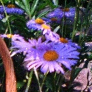 Child sitting in flower-filled basket surrounded by blooming flowers.