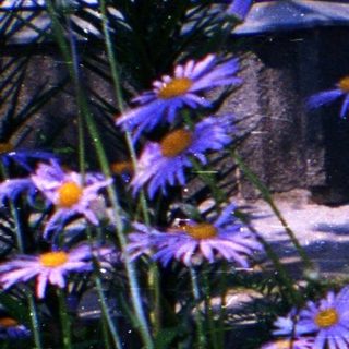 Baby in flower-wreathed basket surrounded by wildflowers.