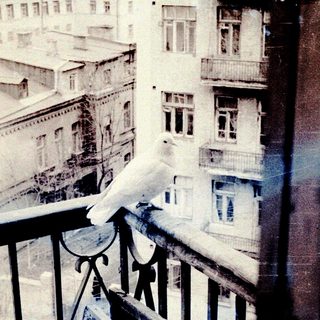 A pigeon perched on a balcony railing overlooking city buildings.