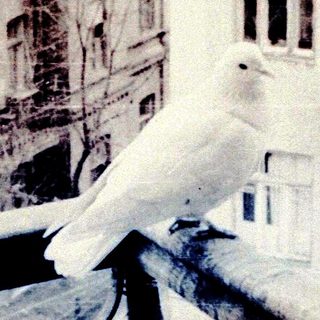 A pigeon perched on a balcony railing overlooking city buildings.
