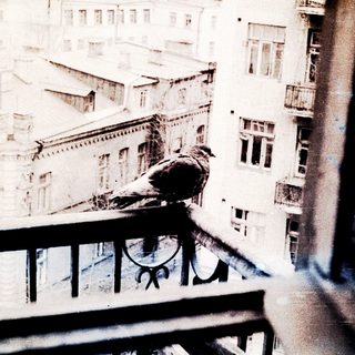 Bird perched on a balcony railing in urban setting.