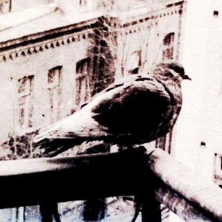 Bird perched on a balcony railing in urban setting.