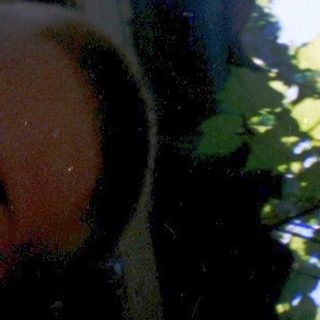 Sunlight filtering through dense green foliage.