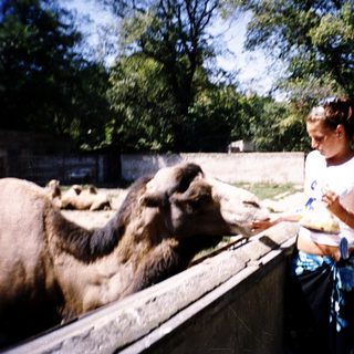 Child feeding camels at zoo enclosure.