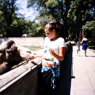 Child feeding camels at zoo enclosure.