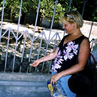 Woman feeding pigs through metal fence.