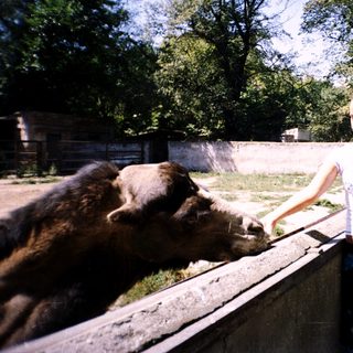 Woman feeding bear at zoo enclosure.