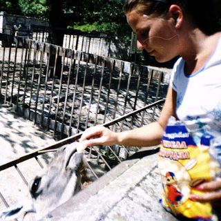 Person feeding fish through a barrier.