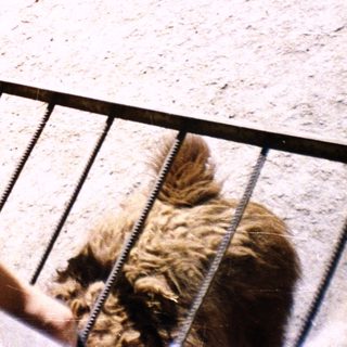 Woman feeding sheep behind metal fence.
