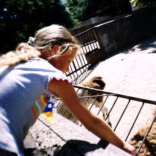 Woman feeding sheep behind metal fence.