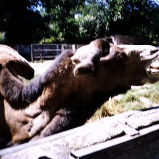 Two camels resting on a flatbed trailer.