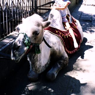 Young child riding decorated donkey outdoors.