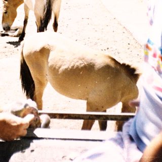 Girl feeding pony over fence at stable.