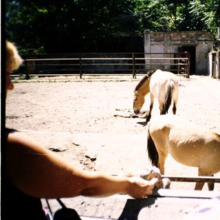 Girl feeding pony over fence at stable.