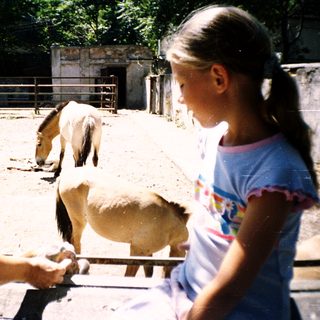 Girl feeding pony over fence at stable.