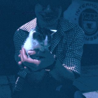 A person gently holding a small white kitten.