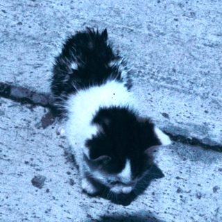 Black and white kitten on cracked pavement.