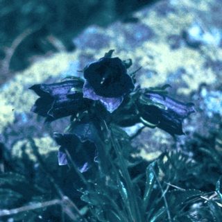 Dark purple flower growing among mossy rocks.