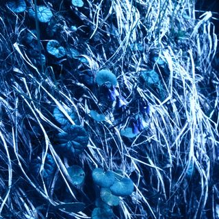 Underwater scene with coral and seaweed.