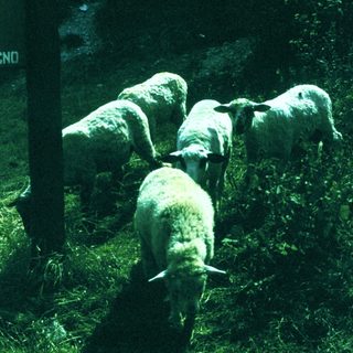 Four sheep grazing in a grassy field.