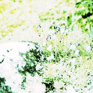 Blurry photo of white flowers and green foliage.