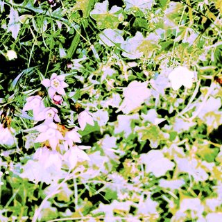 White flowers among green foliage.