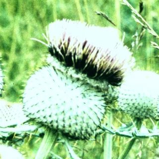 Thistles in a green meadow field.