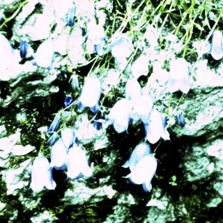 Snow-covered evergreen shrubs with blue flowers.