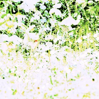 Vast field of blooming white flowers.