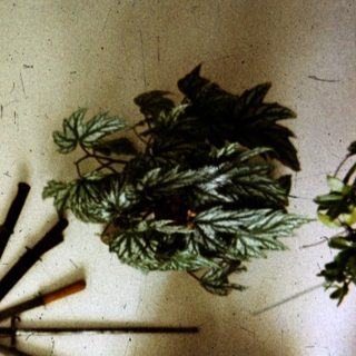 Vintage room with wall-mounted knives, paintings, and potted plants.