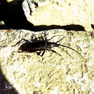 Ancient fossilized scorpion embedded in rock.