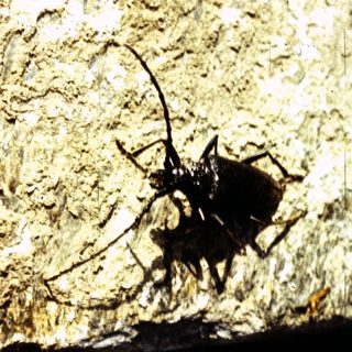 Black tarantula on textured rock surface.