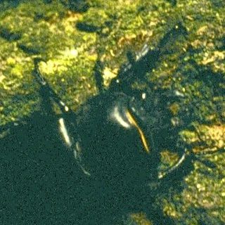 Aerial view of dense forest with river winding through.