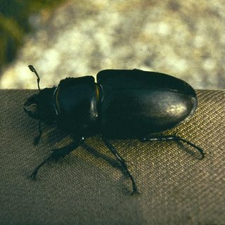 Large beetle on textured surface outdoors.