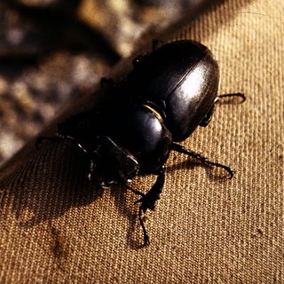 Black beetle on textured fabric surface.