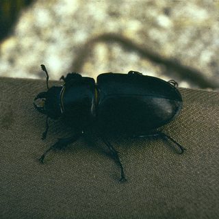 Large black beetle on textured surface.