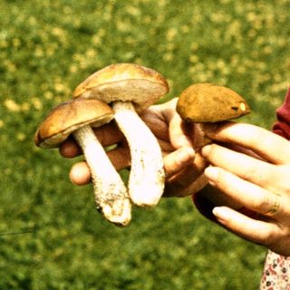 Woman smiling while holding wild mushrooms outdoors.