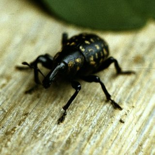 Black beetle with yellowish spots on wooden surface.