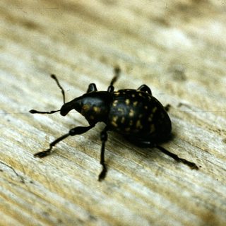 Black beetle with yellowish-brown spotted pattern.
